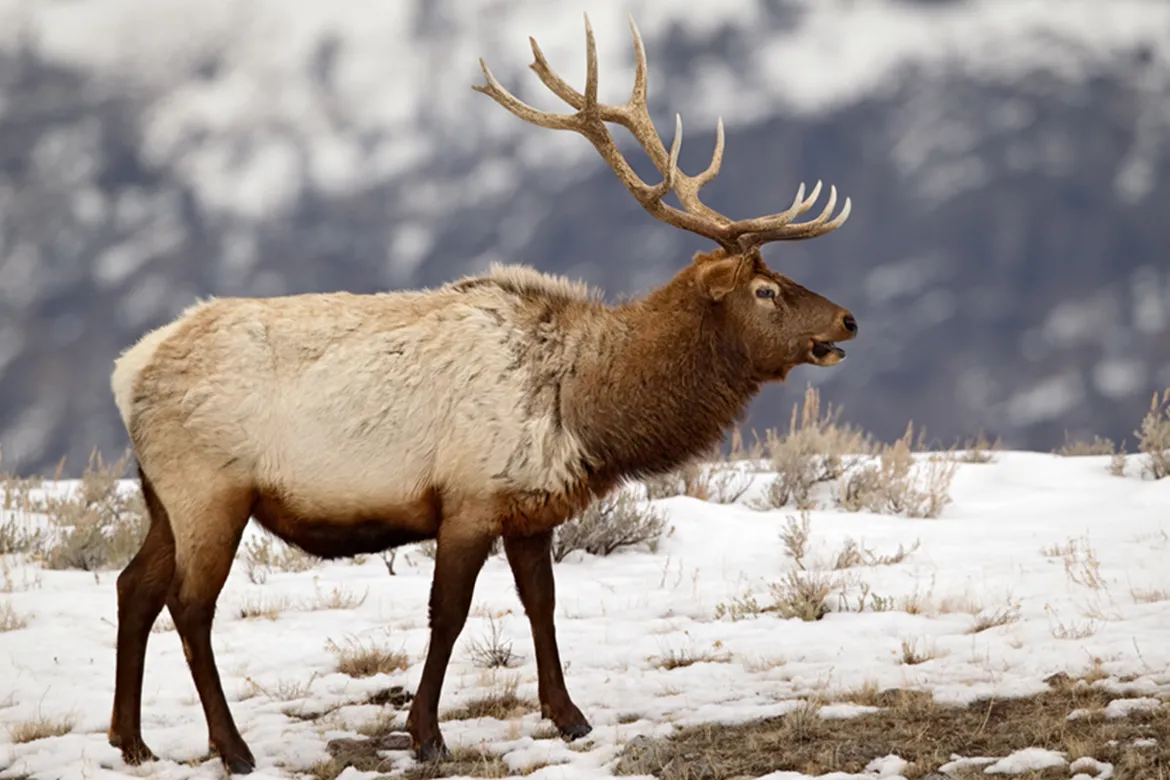 Winter elk in Yellowstone 