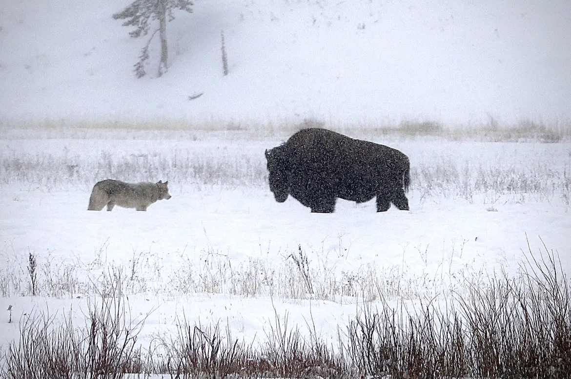 Grey Wolf and Bison