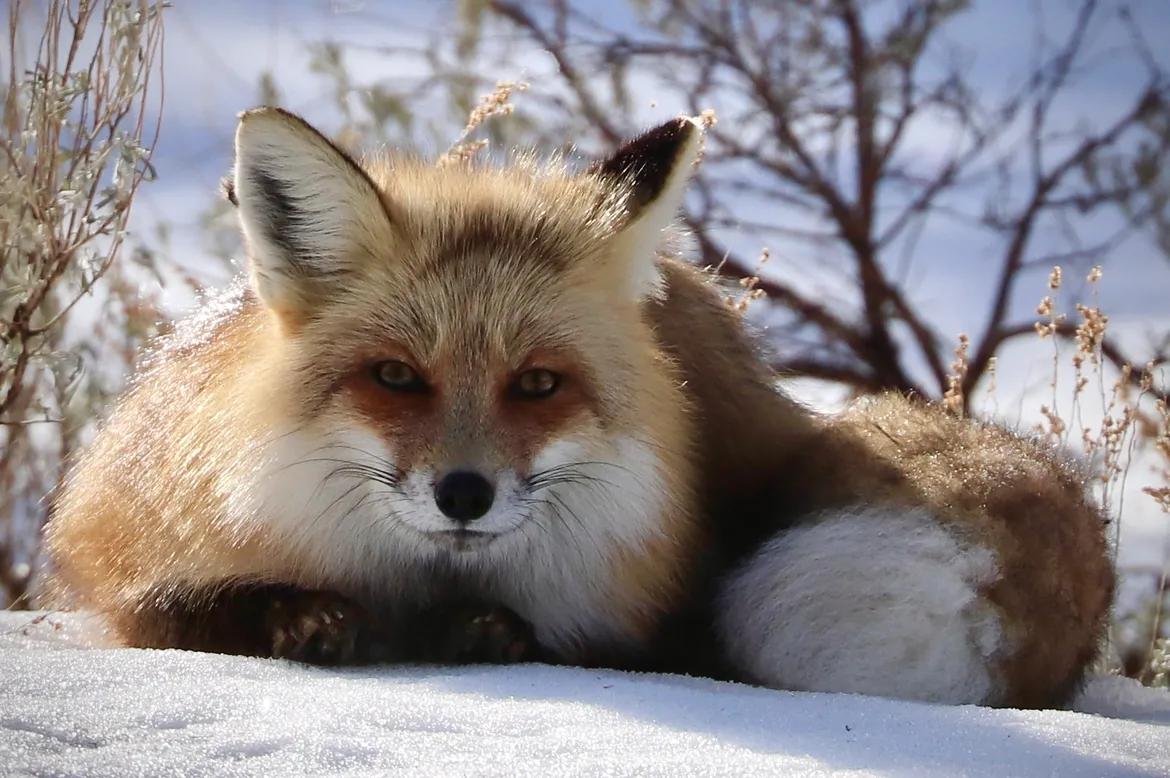 Fox in Yellowstone 