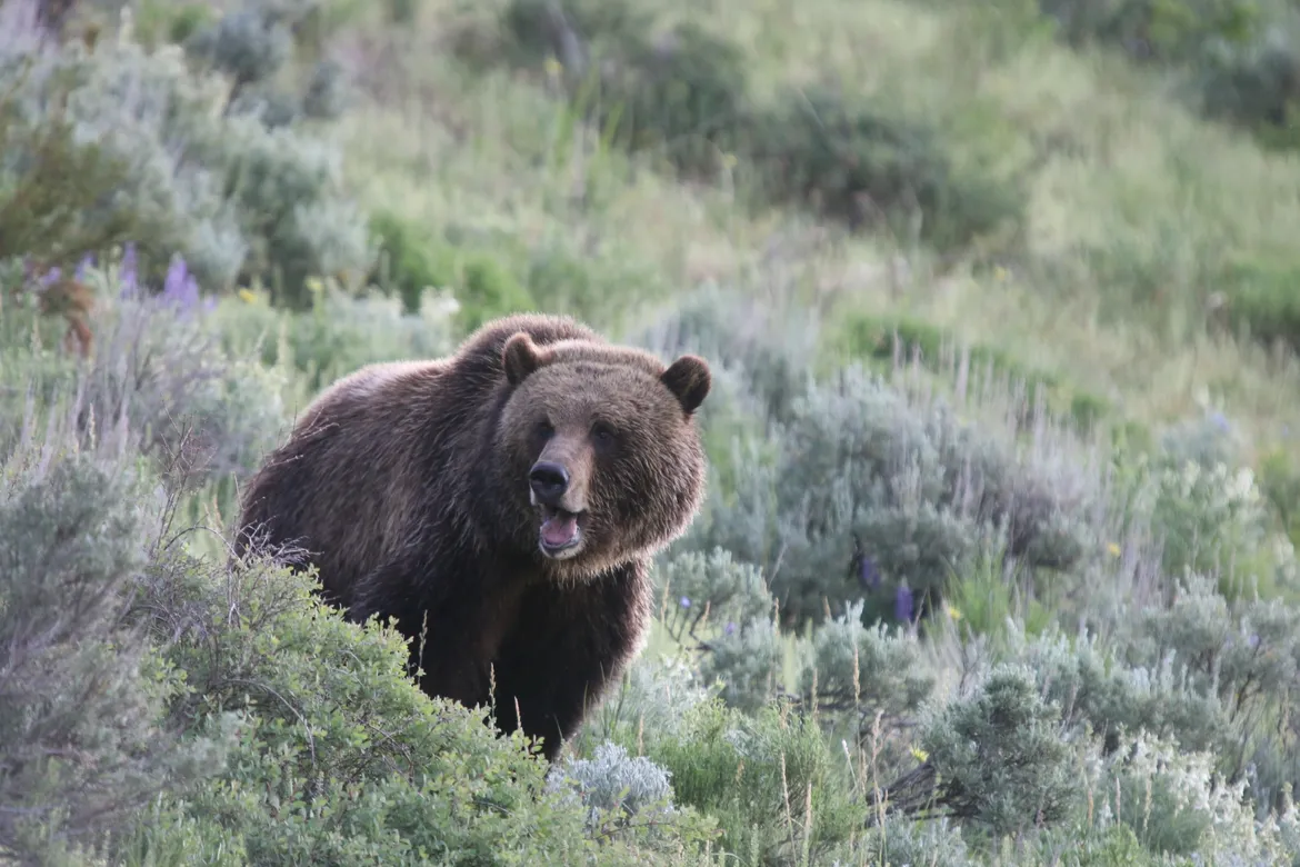 Lamar Valley Bears