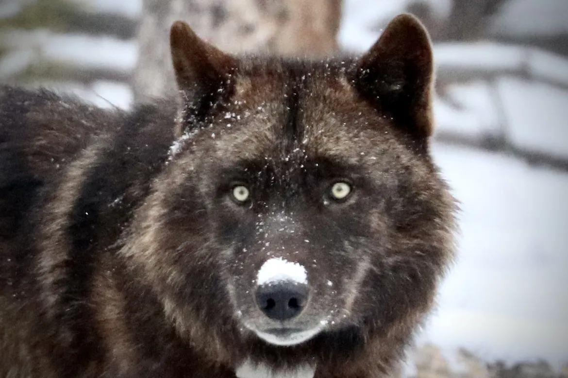 Black Wolf in Yellowstone 