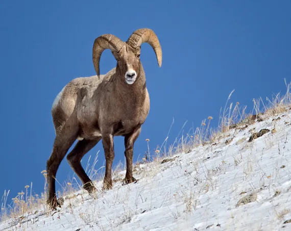 Bighorn Sheep on a hillside in the Lamar Valley of Yellowstone  