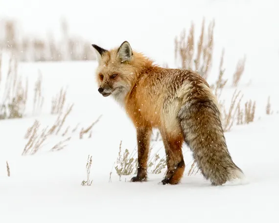 A Red Fox in the Snow on A Winter Wildlife Tour in Yellowstone 