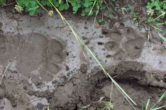Bear and wolf tracks - Yellowstone Guidelines Bears, wolves, willidfe, Yellowstone National Park