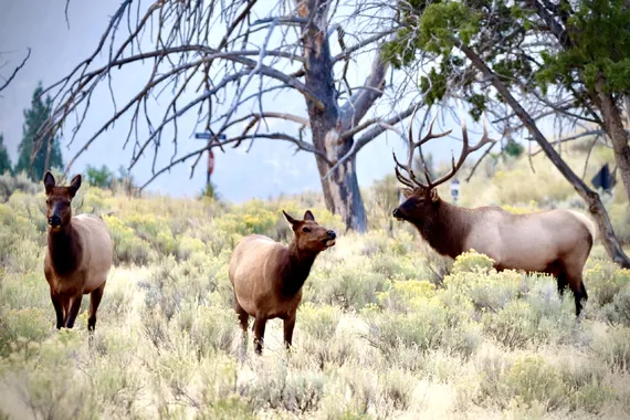Fall elk rut in Mammoth Hot Springs in Yellowstone 