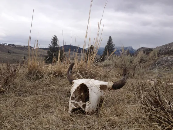 bison, bison skull, Yellowstone, Yellowstone wildife 