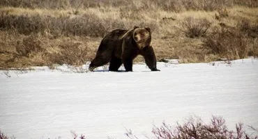 Yellowstone Wildlife Tour