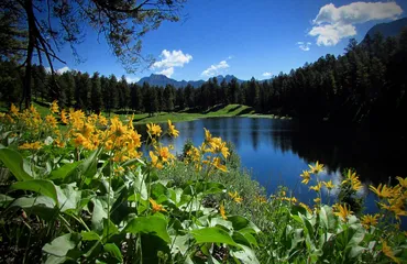 Yellowstone in a Day Tour