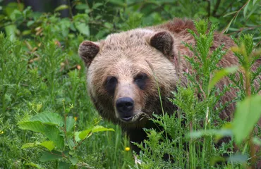 Yellowstone Wildlife Tour