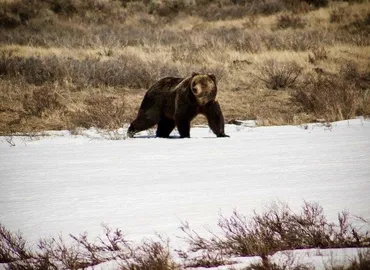 Grizzly Bear in the Snow 