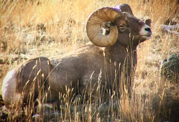 Bighorn sheep in long grass in Yellowstone 