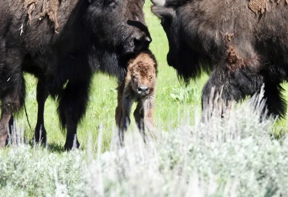 Baby bison in Yellowstone 