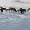 Yellowstone Winter Wolf Update 