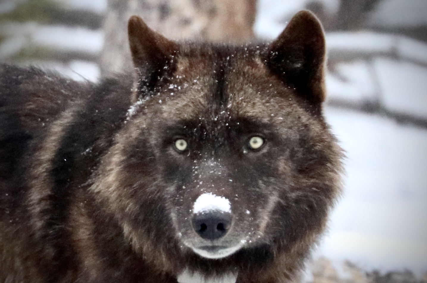 Black Wolf in Yellowstone 